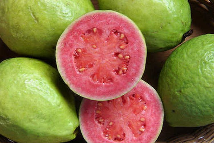 Manfaat Guava Mengatasi Demam Berdarah